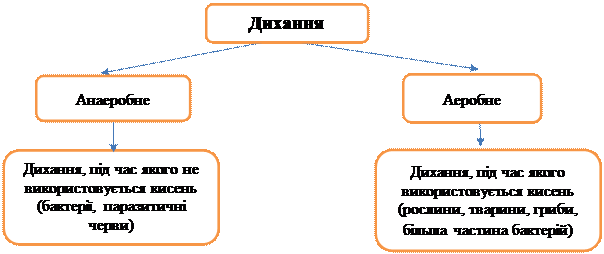 Дихання та газообмін у тварин. Значення процесів дихання для вивільнення енергії в клітині - student2.ru