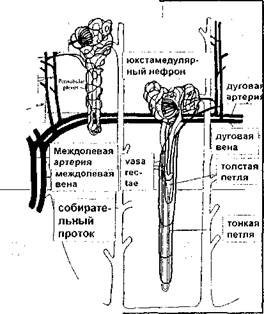 Для студентов 2-ro курса лечебного факультета - student2.ru