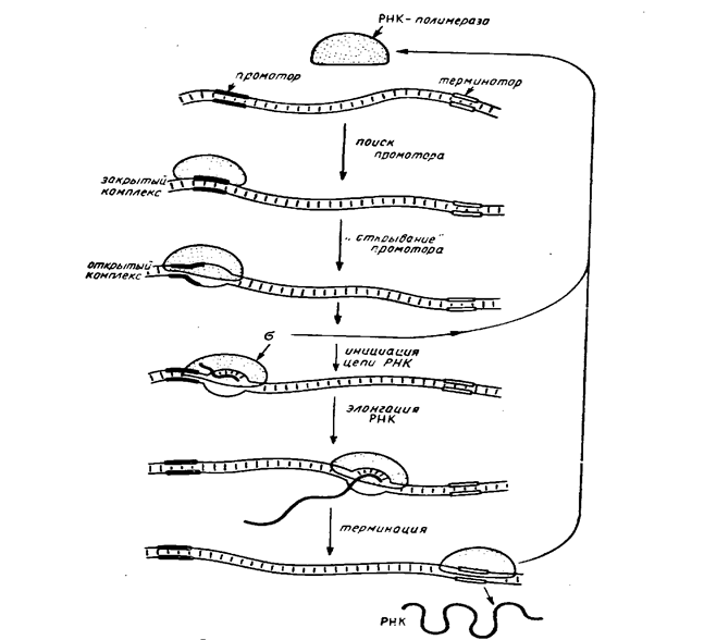 ДНҚ-дан РНҚ-ға транскрипциаланудың механизмдері және принциптері - student2.ru