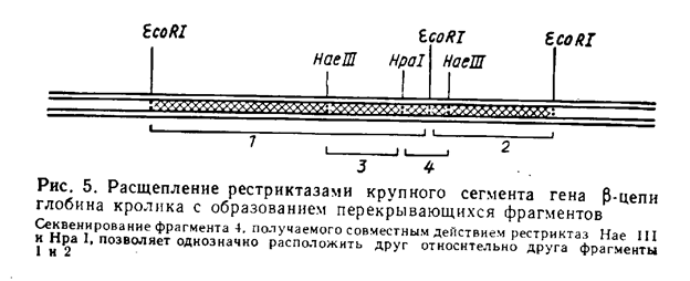 ДНҚ-ның нуклеотидтік тізбегін анықтау - student2.ru