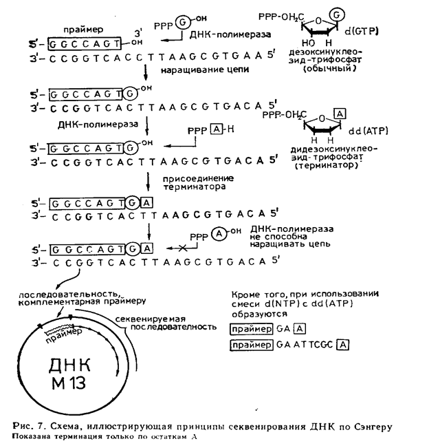 ДНҚ-ның нуклеотидтік тізбегін анықтау - student2.ru