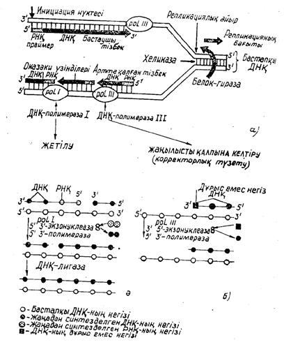 ДНҚ-ның нуклеотидтік тізбегін анықтау - student2.ru