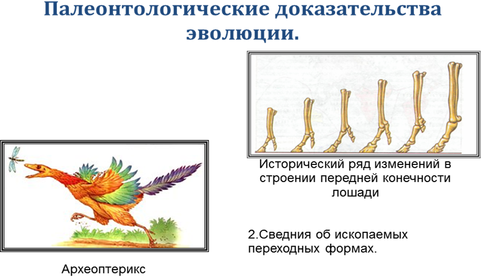 Доказательства эволюции органического мира - student2.ru