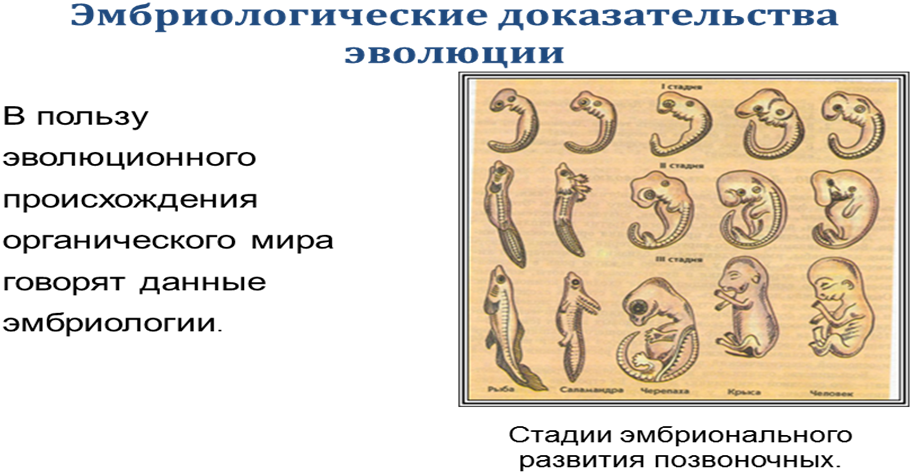 Доказательства эволюции органического мира - student2.ru