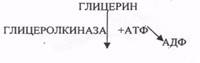 Доступность субстратов (концентрация реагирующих веществ); - student2.ru