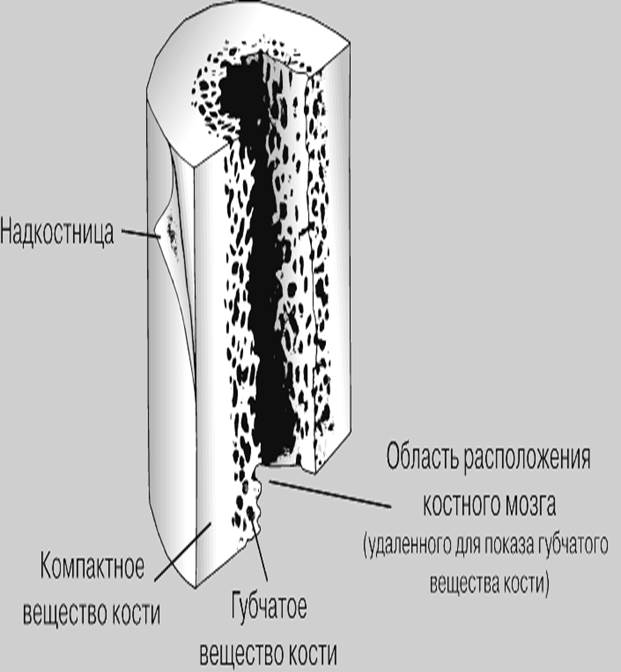 Дугоотростчатое соединение (межпозвоночное соединение между II и III поясничными позвонками) - student2.ru