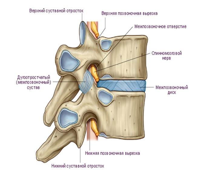 Дугоотростчатое соединение (межпозвоночное соединение между II и III поясничными позвонками) - student2.ru