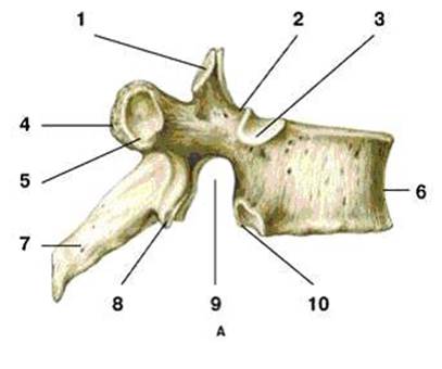 Дугоотростчатое соединение (межпозвоночное соединение между II и III поясничными позвонками) - student2.ru