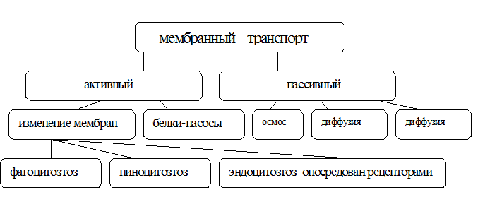 Двумембранные органоиды - student2.ru