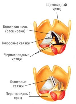 Дыхательная система человека - student2.ru