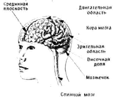 Дыры в голове - дыры в памяти - student2.ru