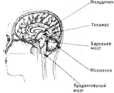 Дыры в голове - дыры в памяти - student2.ru