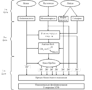 Етапи вивільнення енергії в катаболічних шляхах обміну біомолекул - student2.ru