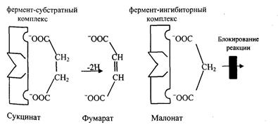 Факторы, определяющие активность ферментов - student2.ru