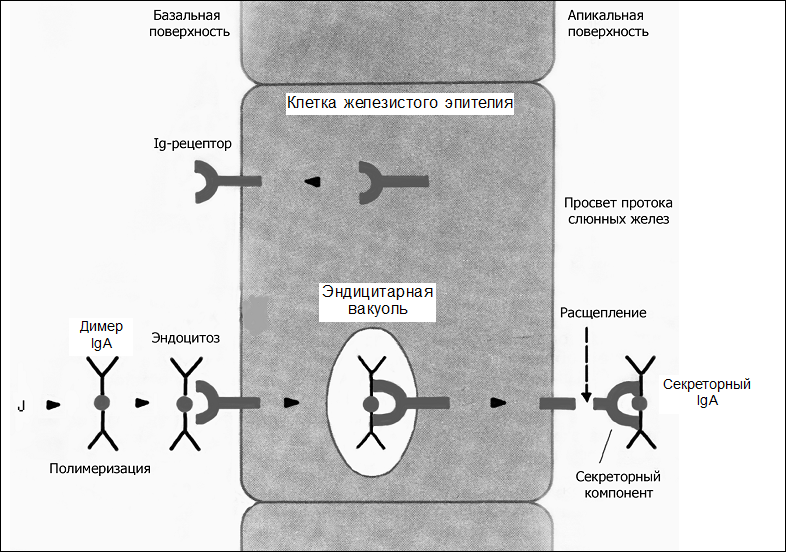 Факторы противовирусного иммунитета. - student2.ru