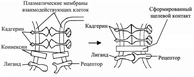 Факторы, влияющие на нейрогенез - student2.ru