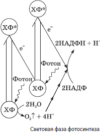 Фазы фотосинтеза. Световые и темновые реакции фотосинтеза, их взаимосвязь - student2.ru
