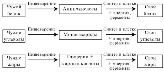 Фазы гетеротрофной ассимиляции - student2.ru