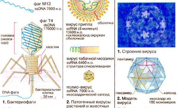 Ферментативная активность - student2.ru