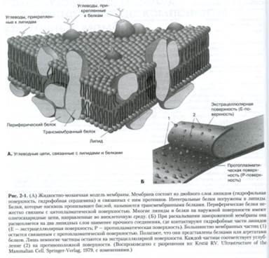 Ферментные маркеры различных мембран - student2.ru