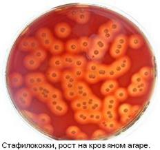 Ферменты бактерий и их значение - student2.ru