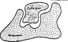 Ферменты, их роль в процессах жизнедеятельности - student2.ru