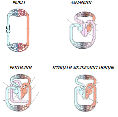Филогенез сердечнососудистой и дыхательной систем, выделительной и мочеполовой систем. - student2.ru