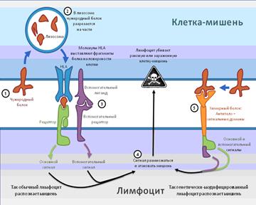 Филогенез сердечнососудистой и дыхательной систем, выделительной и мочеполовой систем. - student2.ru