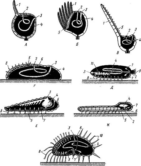 Филогения типа Tentaculata - student2.ru