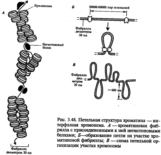 Физико-химическая организация хромосом эукариотической клетки - student2.ru