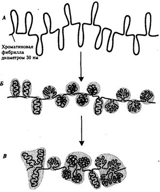 Физико-химическая организация хромосом эукариотической клетки - student2.ru