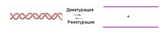 физико-химические свойства днк - student2.ru