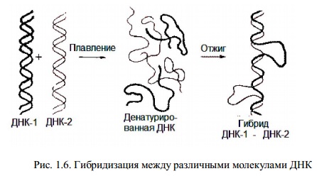 физико-химические свойства днк - student2.ru