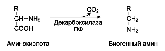 Физиоло­гическое значение окисления жирных кислот в зависимости от ритма пита­ния и мышечной активности - student2.ru