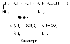 Физиоло­гическое значение окисления жирных кислот в зависимости от ритма пита­ния и мышечной активности - student2.ru