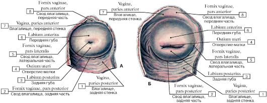 Физиологические изменения положения матки. - student2.ru