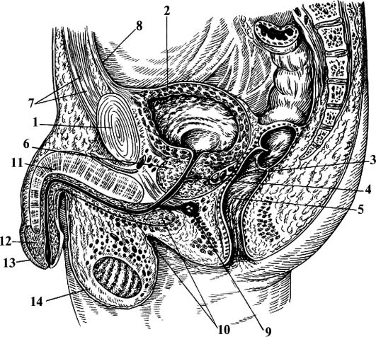 физиология мужской половой системы - student2.ru