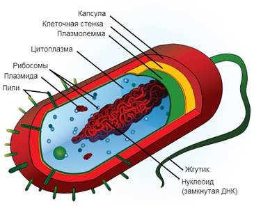 Физиология отдельных органов и функциональных систем - student2.ru