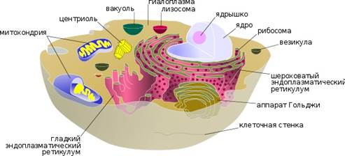 Физиология отдельных органов и функциональных систем - student2.ru