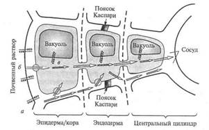 физиология водообмена растений - student2.ru