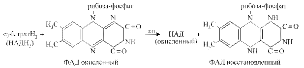 Флавопротеиды (флавиновые дегидрогеназы) - student2.ru