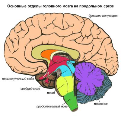 Формирование головного мозга в эмбриогенезе - student2.ru