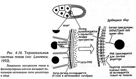 Общая схема формирования сегментарной полярности у дрозофилы - student2.ru
