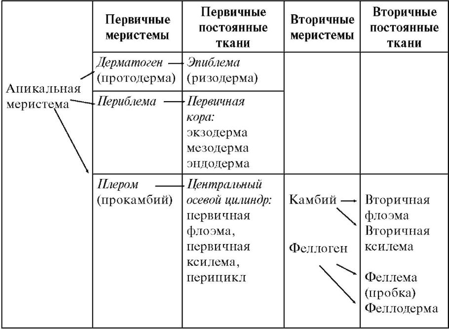 Формирование тканей корня первичного и вторичного строения - student2.ru