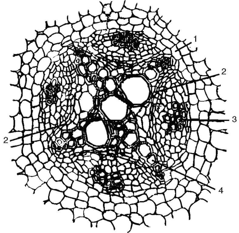 Формирование тканей корня первичного и вторичного строения - student2.ru