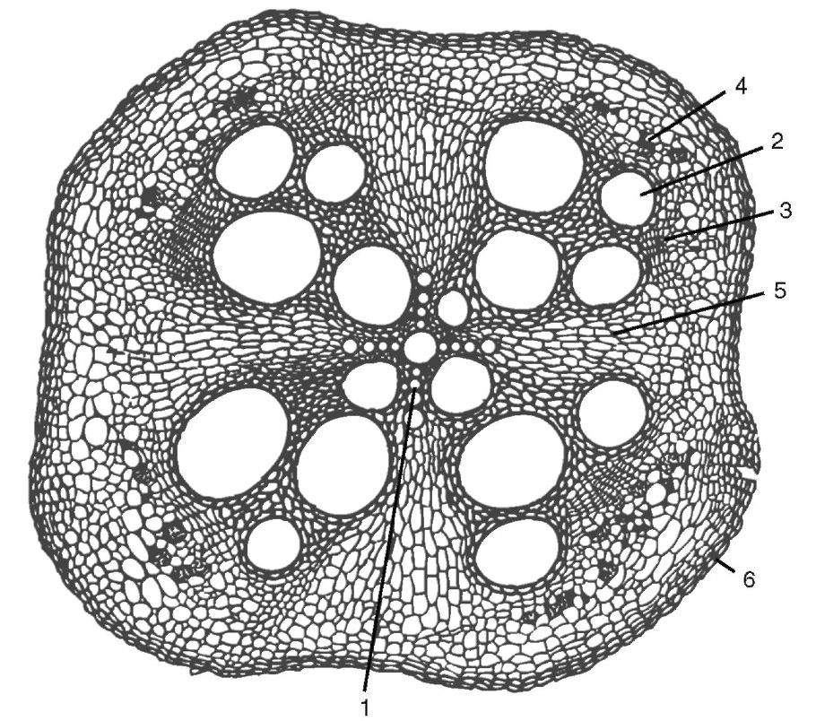 Формирование тканей корня первичного и вторичного строения - student2.ru