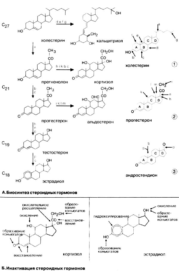 Формулы ланостерина и холестерина - student2.ru