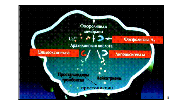 Фосфолипиды (фосфатидилхолин, фосфатидилэтаноламин, фосфатидиламин), строение, биологическая роль - student2.ru