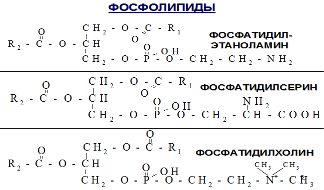 Фосфолипиды (фосфатидилхолин, фосфатидилэтаноламин, фосфатидиламин), строение, биологическая роль - student2.ru