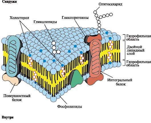 Фотобиологические процессы. Основые правила фотохимии - student2.ru